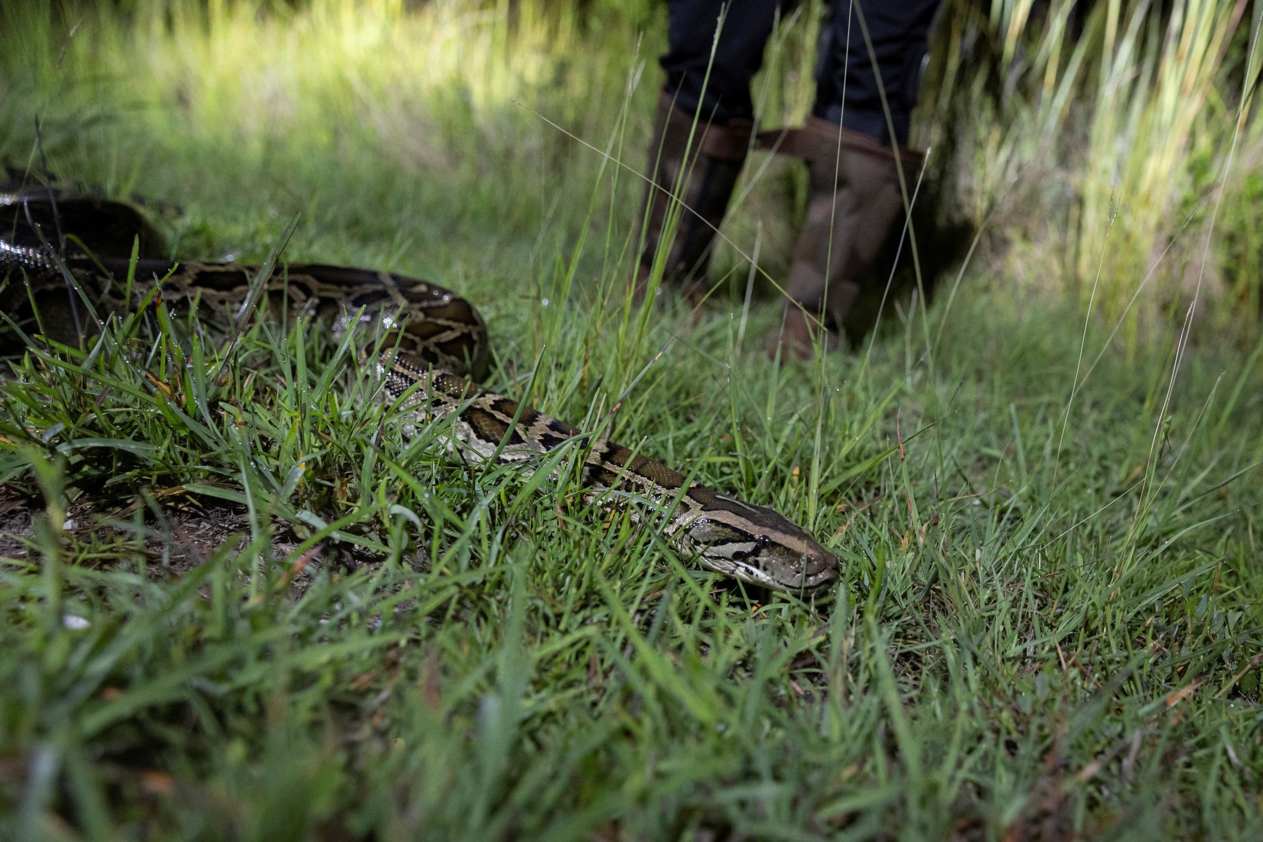 El Florida Python Challenge entrega USD 10.000 a quien elimine la mayor cantidad de pitones durante diez días (REUTERS/Marco Bello)