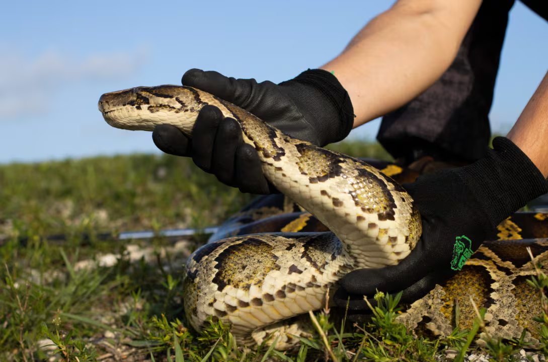 Los programas pagan USD 50 por cada pitón de hasta 1,2 metros y USD 25 adicionales por cada 30,48 centímetros de longitud (Florida Fish and Wildlife Conservation Commission/Andy Wraithmell)