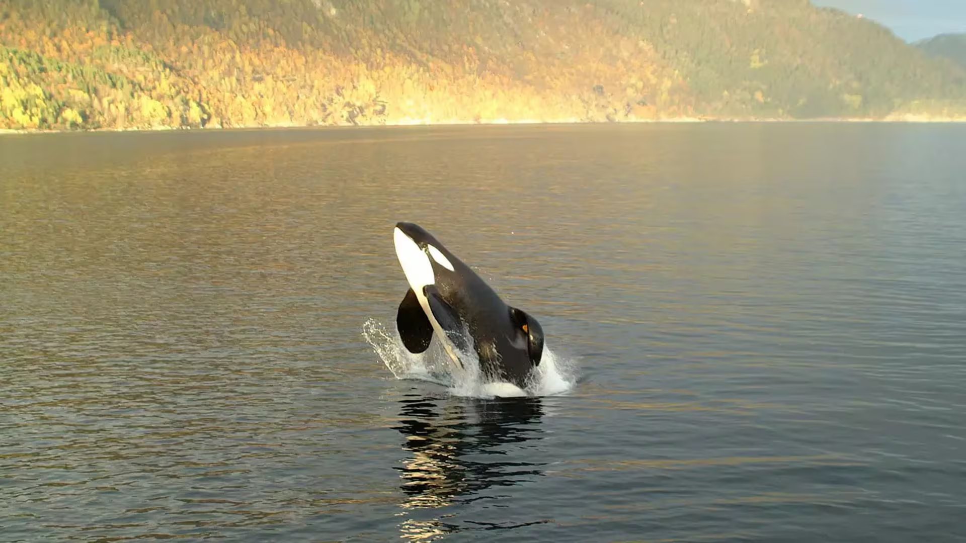 Tras su liberación total en 2002, Keiko recorrió casi 1.600 kilómetros hasta Noruega y los especialistas concluyeron que se alimentó sin asistencia humana - (Free Willy Keiko Foundation)