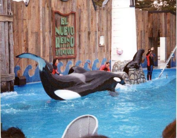 La muerte de Keiko en 2003 reabrió el debate sobre la reinserción de orcas cautivas, aunque su caso sigue como referencia en mamíferos marinos -

Crédito: X/@Cuauhtemoc_1521