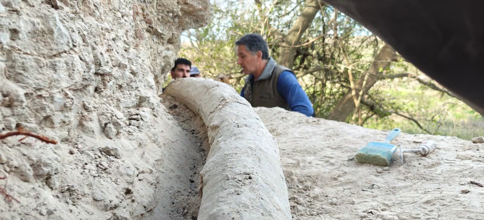 La nueva defensa de mastodonte será exhibida desde el próximo fin de semana en la sala 6 del museo. (Museo Paleontológico de San Pedro)