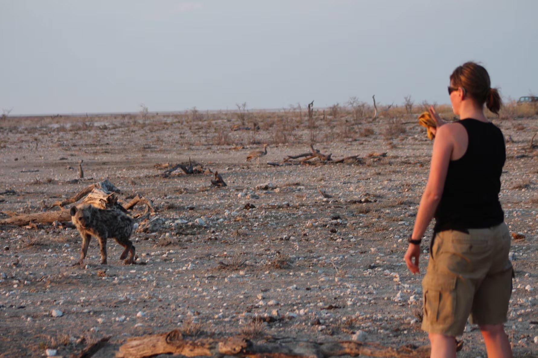 La investigación se realizó durante cuatro años en Etosha, en Namibia, y en Chobe y Linyanti, en Botsuana, para seguir la interacción entre leones e hienas (Crédito: Dra. Nancy Barker)