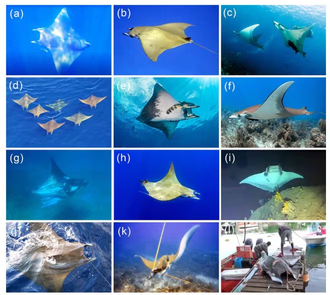 Mobula tarapacana fue la raya diablo con más registros y el estudio amplió su distribución hacia el norte hasta Massachusetts, en Estados Unidos (Gentileza, estudio Distribución de tres especies de rayas mobúlidas, publicado en Endangered Species Research)