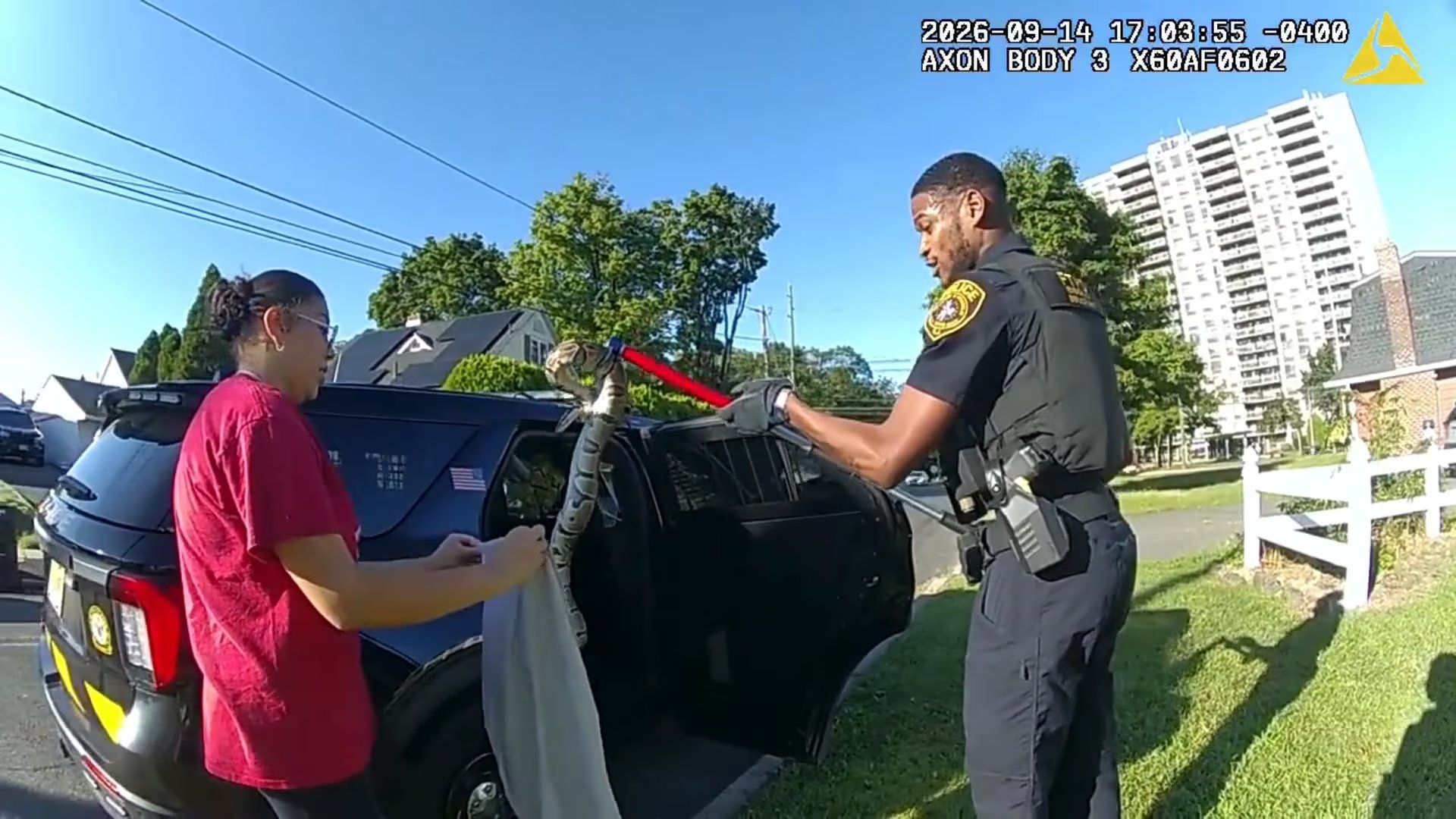 Las cámaras corporales de los policías registraron la inspección del Nissan Maxima y el rescate del reptil (Captura de video).