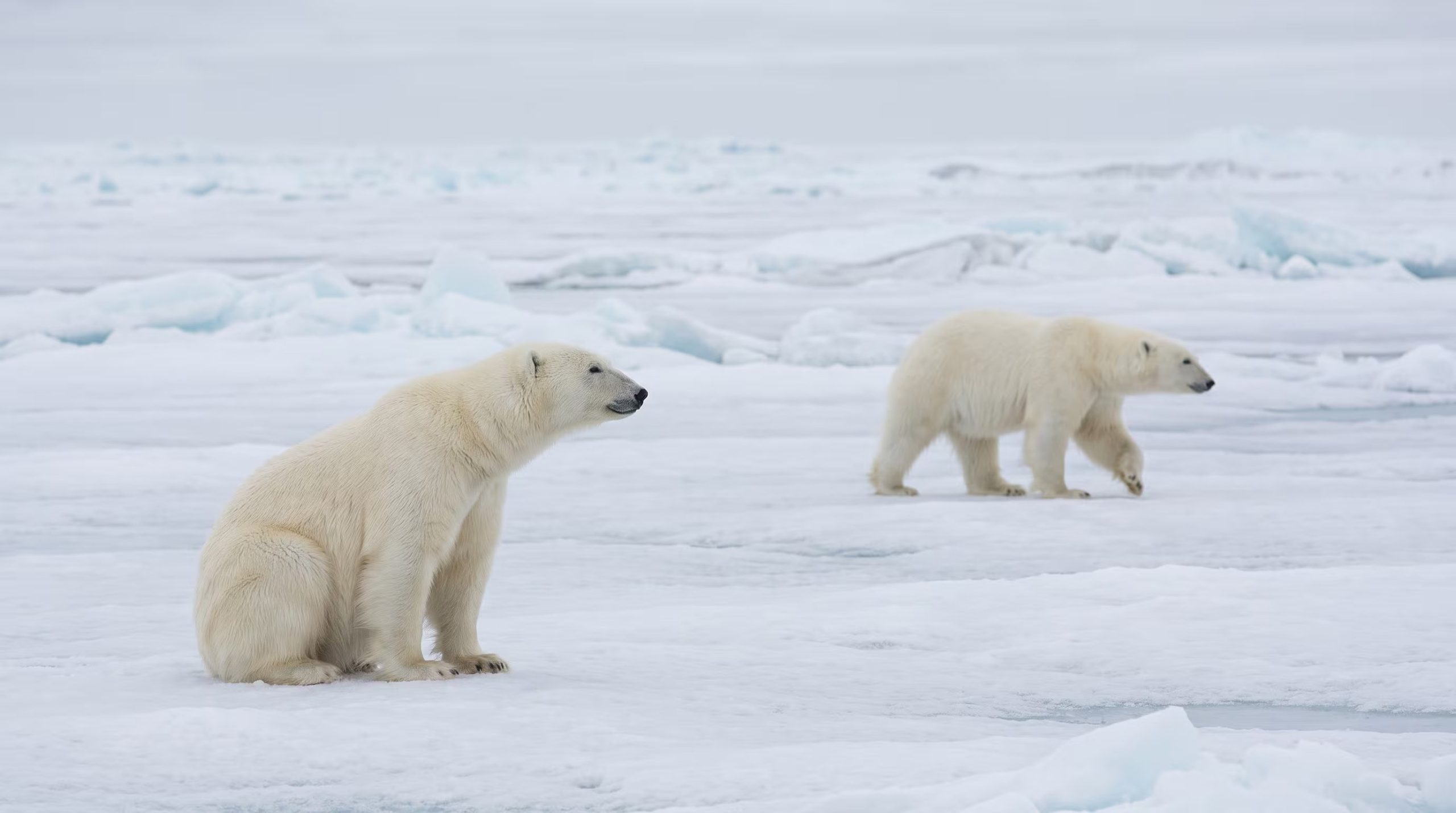 La nieve sobre el hielo marino del Ártico se volvió más delgada y la superficie más lisa, un cambio que afecta a osos polares y focas. (Imagen Ilustrativa Infobae)