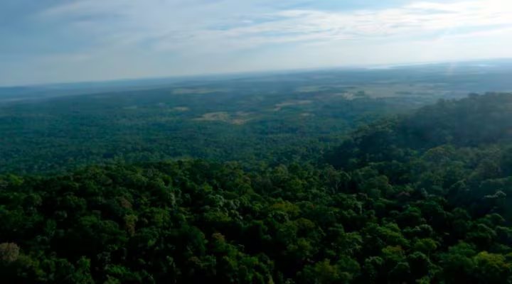 En Argentina, los bosques ocupan alrededor del 16% del territorio nacional, una superficie cercana a la extensión de España (CONICET)