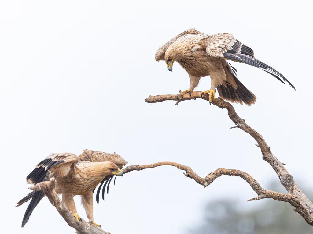 Dos ejemplares de águilas imperiales ibéricas. (Gonzalo Giribet/iNaturalist CC BY-NC 4.0)
