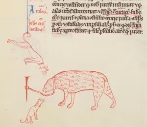 Los restos arqueológicos de Londres y North Yorkshire confirman la presencia de osos vivos en Inglaterra a partir de huesos de distintas partes del cuerpo (Gentileza, estudio Los orígenes de las peleas de osos: evidencia de la Inglaterra y Francia medievales, publicado en Society & Animals)