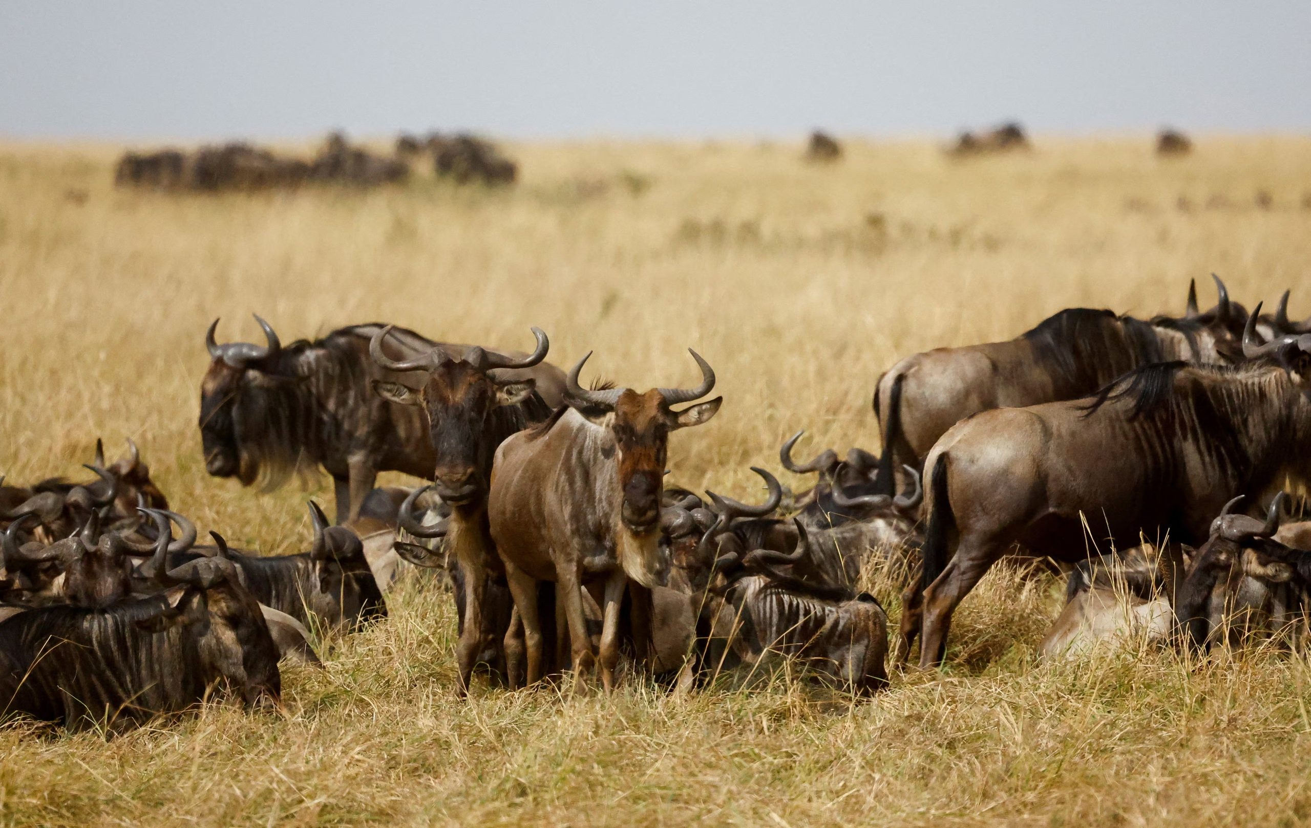 Las manadas de ñus, cebras y gacelas recorren cada año las llanuras del Serengeti en busca de agua y pasturas (REUTERS/Thomas Mukoya)