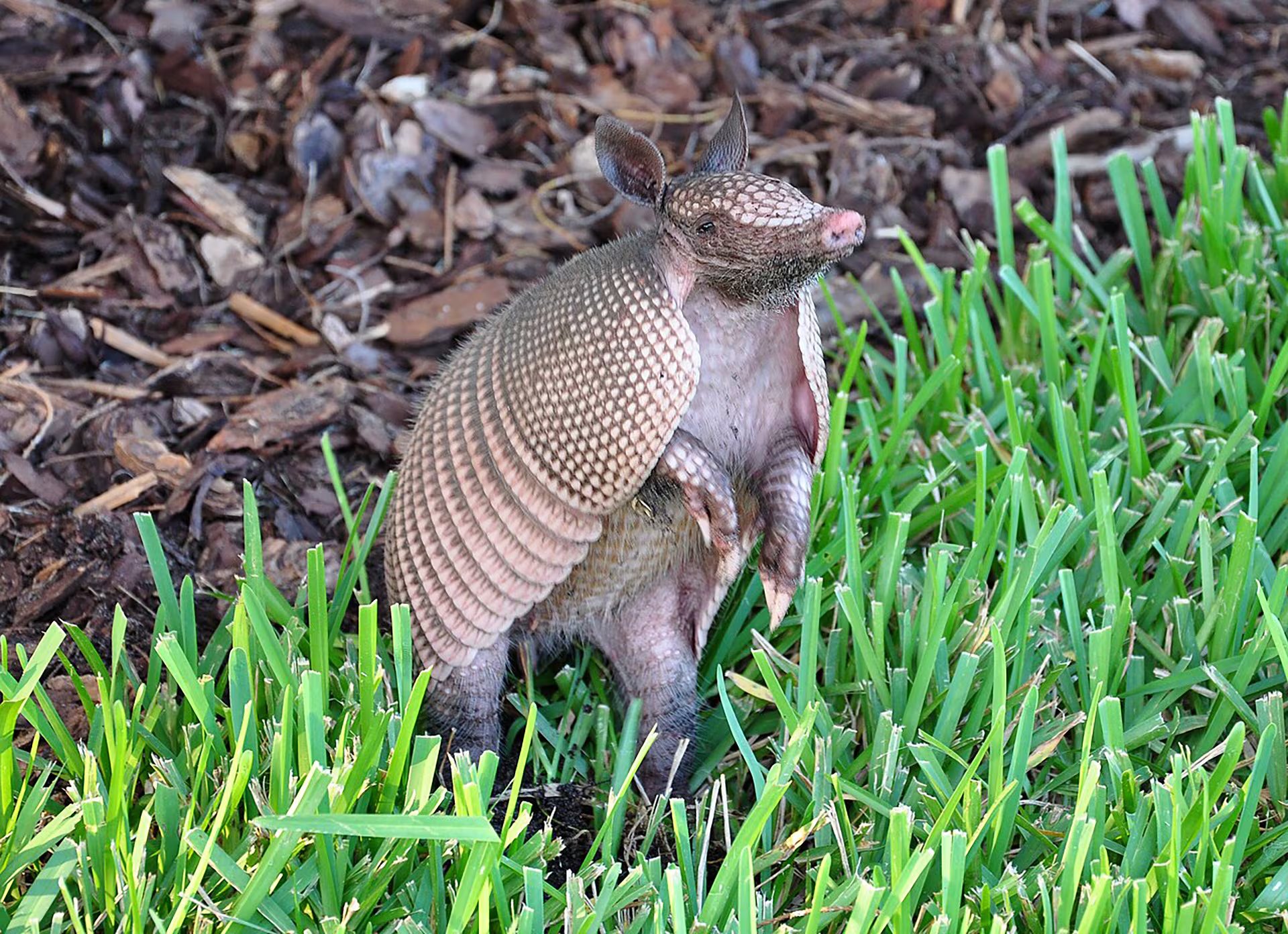 Un estudio de 2025 registró armadillos establecidos o frecuentes en 17 estados y presencia ocasional en otros cuatro