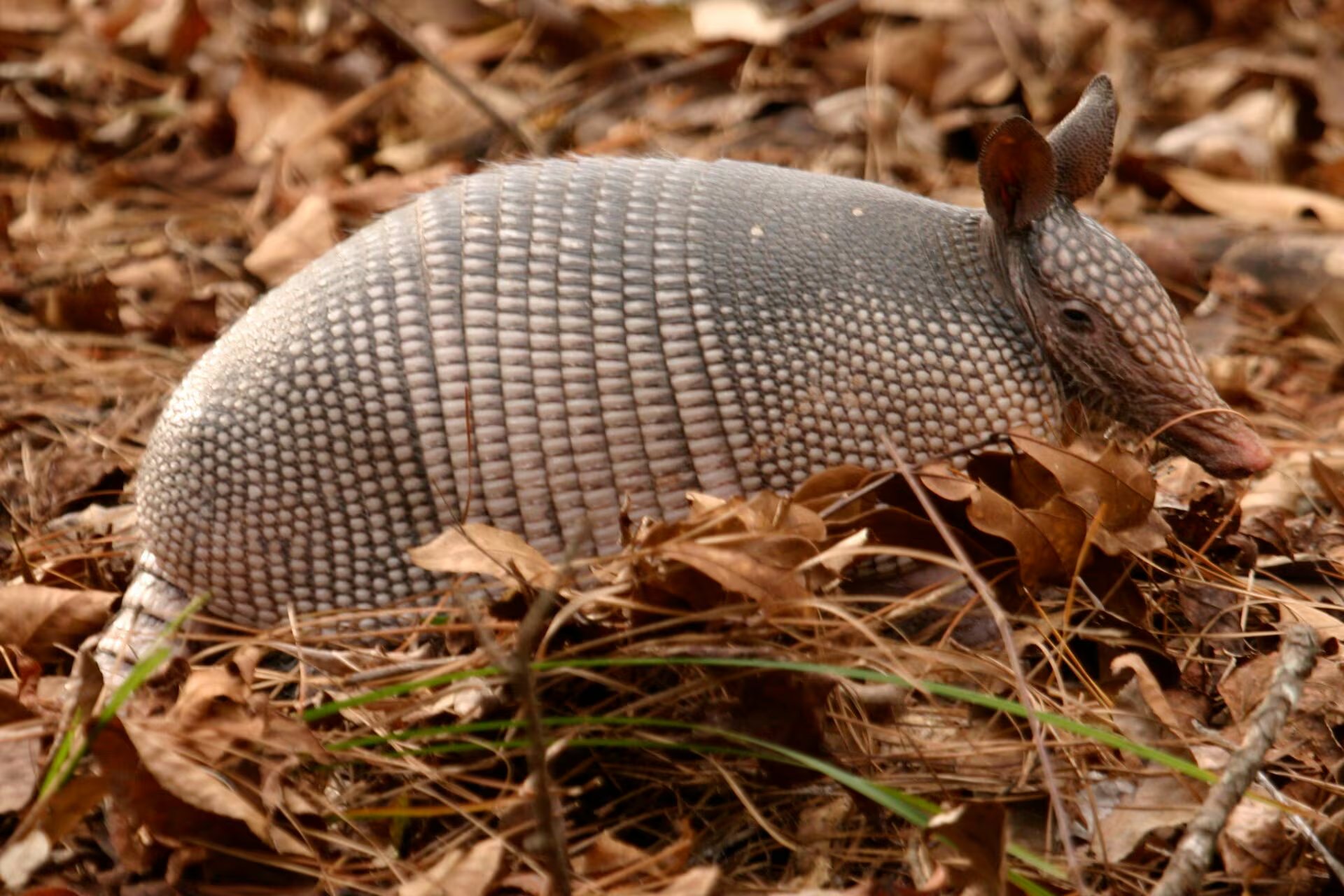 Las madrigueras de armadillos pueden afectar jardines y cultivos, pero también ofrecen refugio y recursos a 64 especies en Arkansas