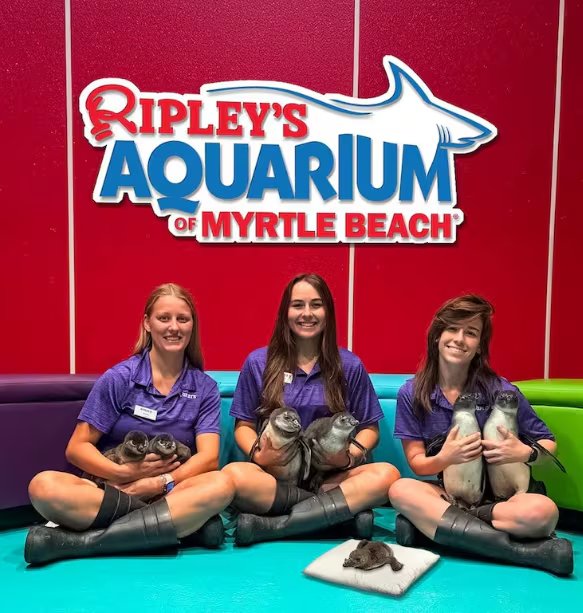 El centro acuático de Carolina del Sur es uno de los pocos lugares del mundo donde el pingüino africano se reproduce en cautiverio con éxito (Ripley's Aquarium of Myrtle Beach)