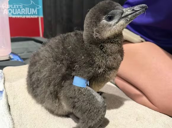 Vic llegó al mundo junto a Chelle y se destacó desde el primer día por su temperamento tranquilo. Es el más apegado al contacto humano de todo el grupo (Ripley's Aquarium of Myrtle Beach)