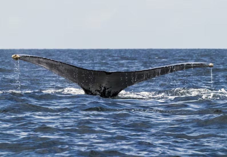 Ballena Jorobada