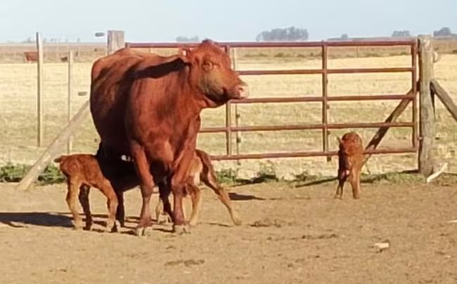 El parto fue producto de monta natural, dado que los nacimientos correspondientes al protocolo de inseminación artificial del establecimiento ya habían tenido lugar (Fotos: Agroverdad)