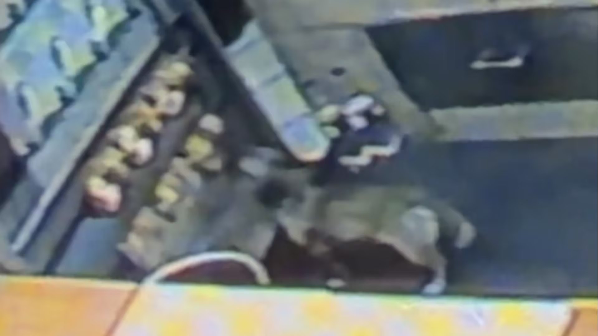 Una cámara de seguridad registra el momento en que el perro Pancho se acerca al mostrador de un restaurante para comer pollos a la brasa. (TikTok/@doshumanosypancho)