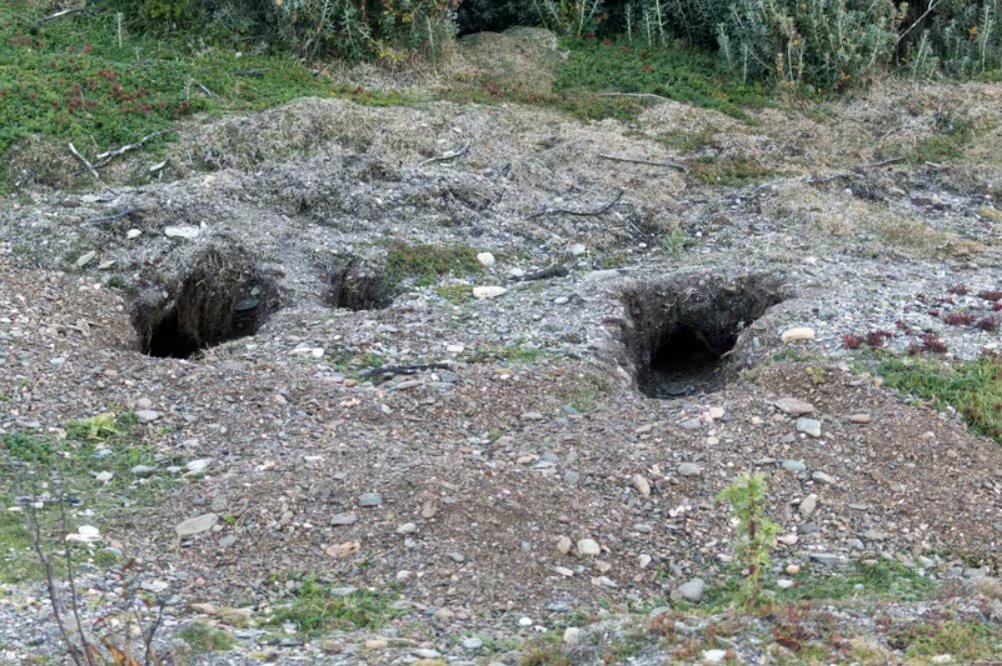(Fotos: Secretaría de Ambiente de la Nación)