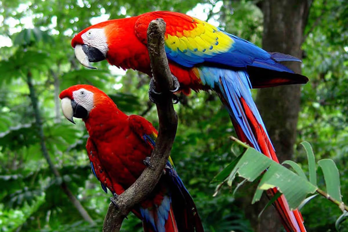 Guacamayas rojas, tucanes, colibríes y trogones forman parte de las especies que convierten al país en uno de los destinos favoritos para el turismo ornitológico. Crédito: Costa Rica Jade Tours
