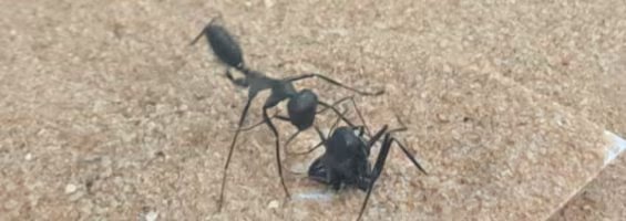Los investigadores clasificaron como rescatadoras a las hormigas que intentaban liberar a la atrapada al tirar de ella o excavar a su alrededor (Gentileza, estudio Predictores transcripcionales del comportamiento de rescate en hormigas , publicado en Journal of Experimental Biology)