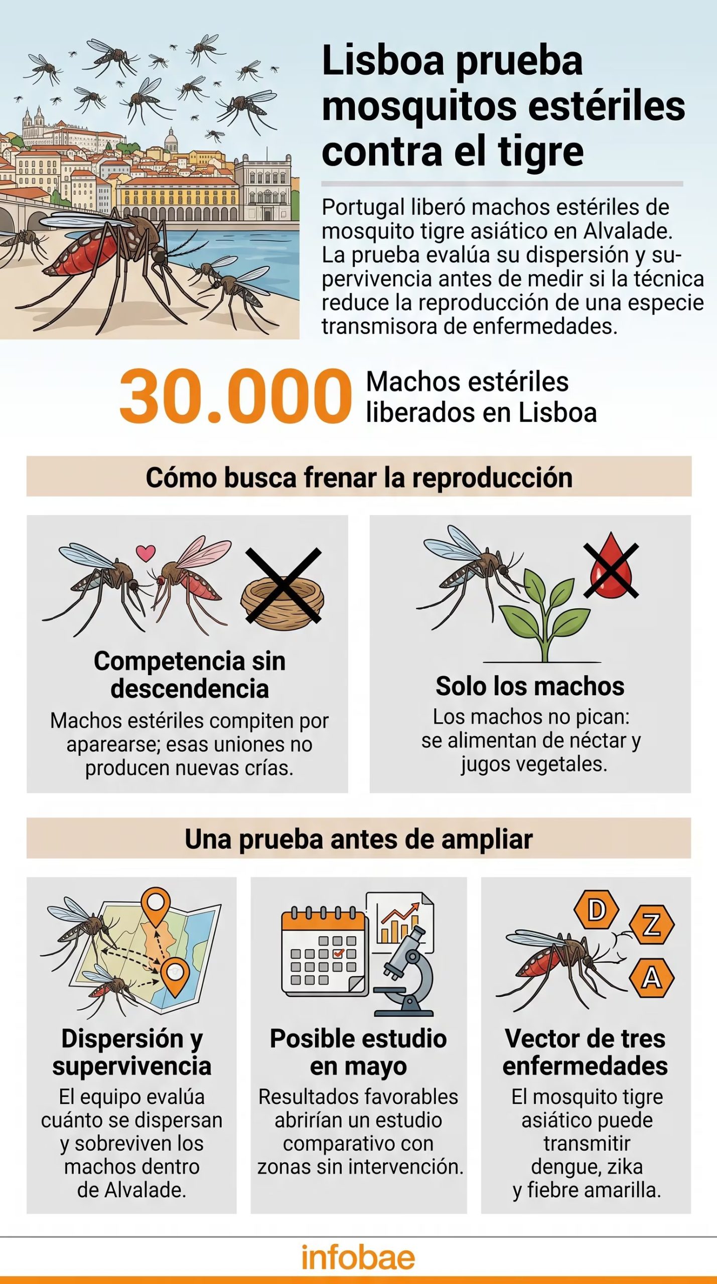 El proyecto de salud pública en el barrio de Alvalade utiliza la liberación de machos estériles para controlar la población del mosquito tigre en Lisboa (Imagen Ilustrativa Infobae)