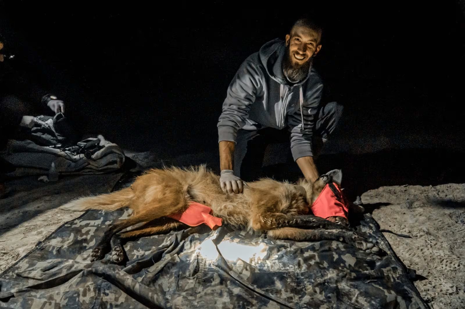 La hembra realizó sola los primeros traslados de la camada antes de la aparición del macho con alimento y marcas territoriales. (Ezequiel Vivas/ Aves Argentinas)