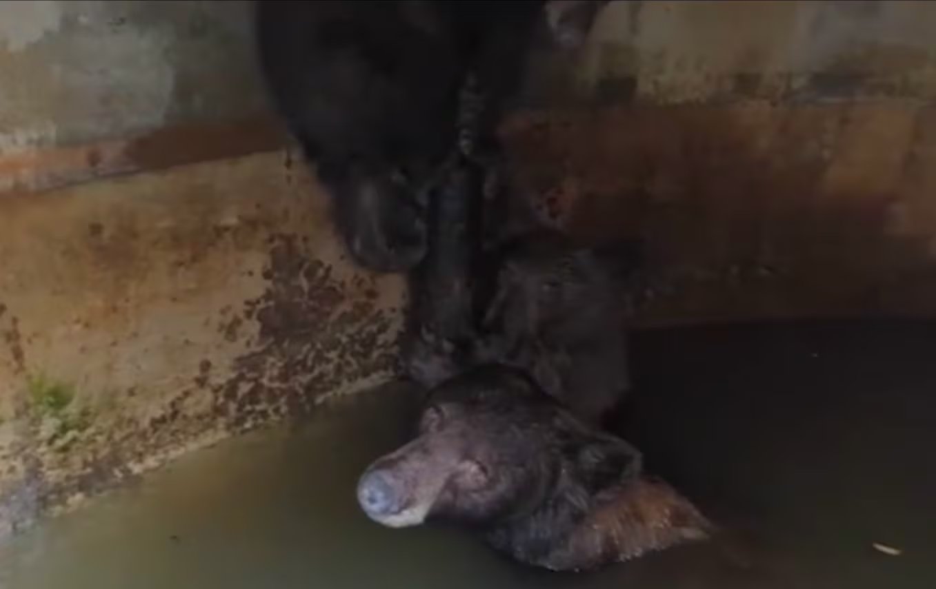 Las autoridades vincularon el ingreso de la osa negra al tanque con la búsqueda de agua durante una jornada de 36 °C en Estados Unidos (Captura ABC7)