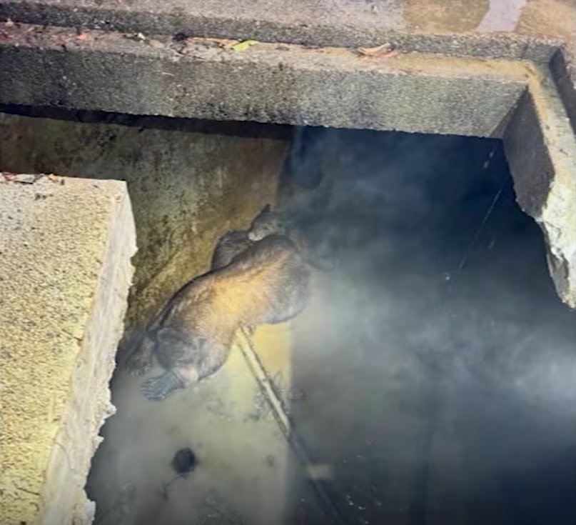 Los rescatistas cortaron la parte superior del tanque, drenaron el agua y colocaron una escalera para liberar a la osa y a las dos crías que seguían atrapadas (Captura ABC7)