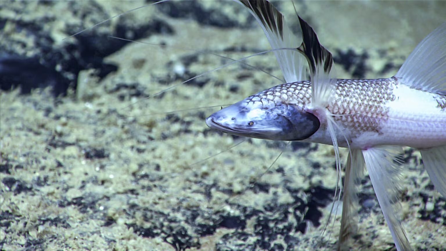 El Bathypterois grallator puede autofertilizarse para reproducirse cuando no encuentra otro ejemplar de su especie (Crédito: NOAA Office of Ocean Exploration and Research)