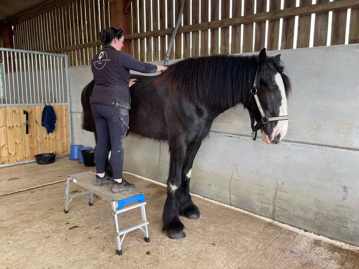 El ejemplar vive en Towcester, Northamptonshire, junto a su tutor Brett Masters. (Tove Valley Shire Horses)