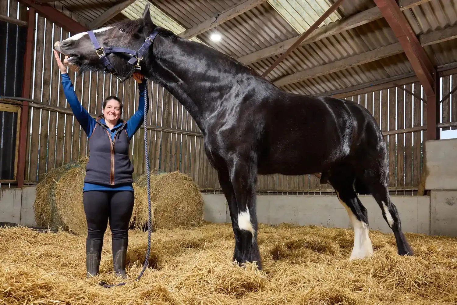 Los caballos Shire fueron utilizados históricamente para tareas agrícolas y el traslado de cargas pesadas en Reino Unido. (Guinness World Records)