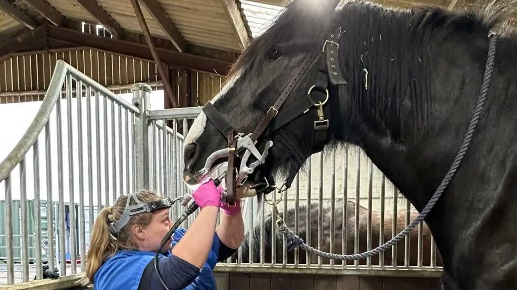 El cuidado de Hugo incluye controles veterinarios, revisiones odontológicas, masajes y una alimentación supervisada. (Tove Valley Shire Horses)