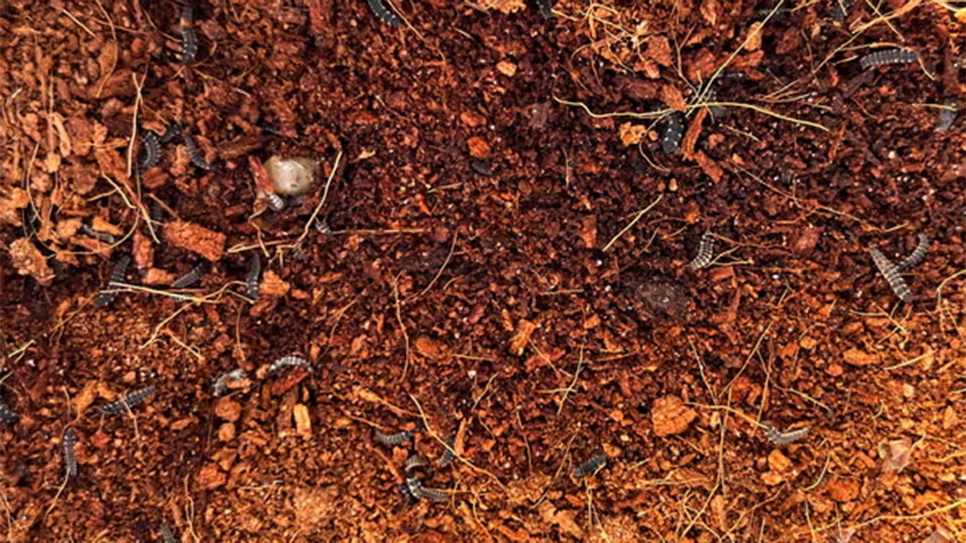 La desaparición de las luciérnagas en Nosterfield se vinculó con la extracción en cantera, la agricultura intensiva, el desarrollo urbano y la pérdida de pastizales (Amy-Jane Beer)