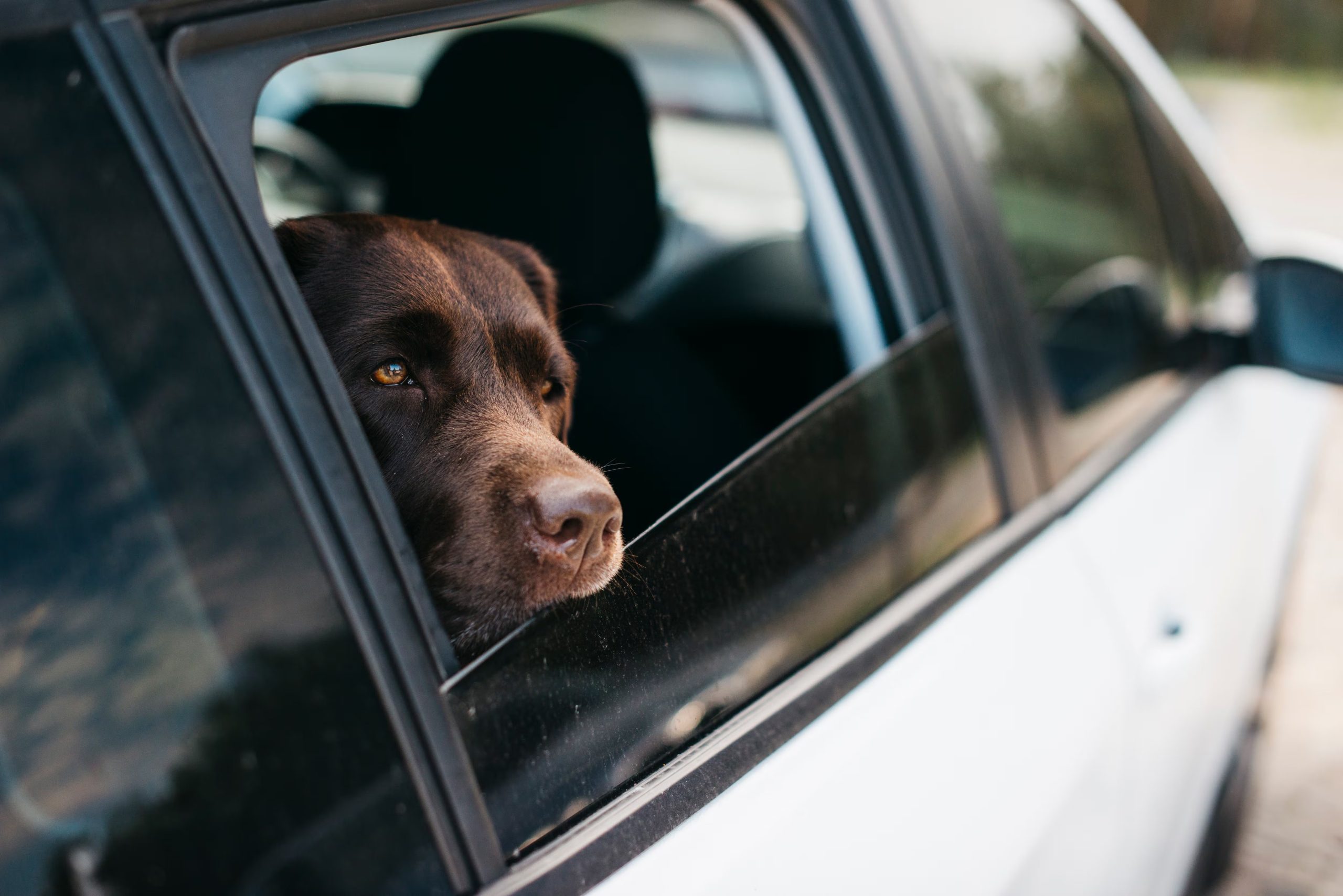 Un perro mirando por la ventana del coche. (Magnific)
