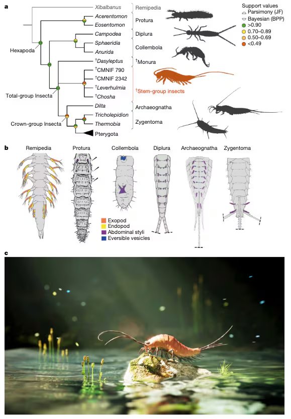 El análisis de otros fósiles con numerosas extremidades respaldó la hipótesis de que la transición evolutiva de los insectos hacia tierra firme pudo ser gradual