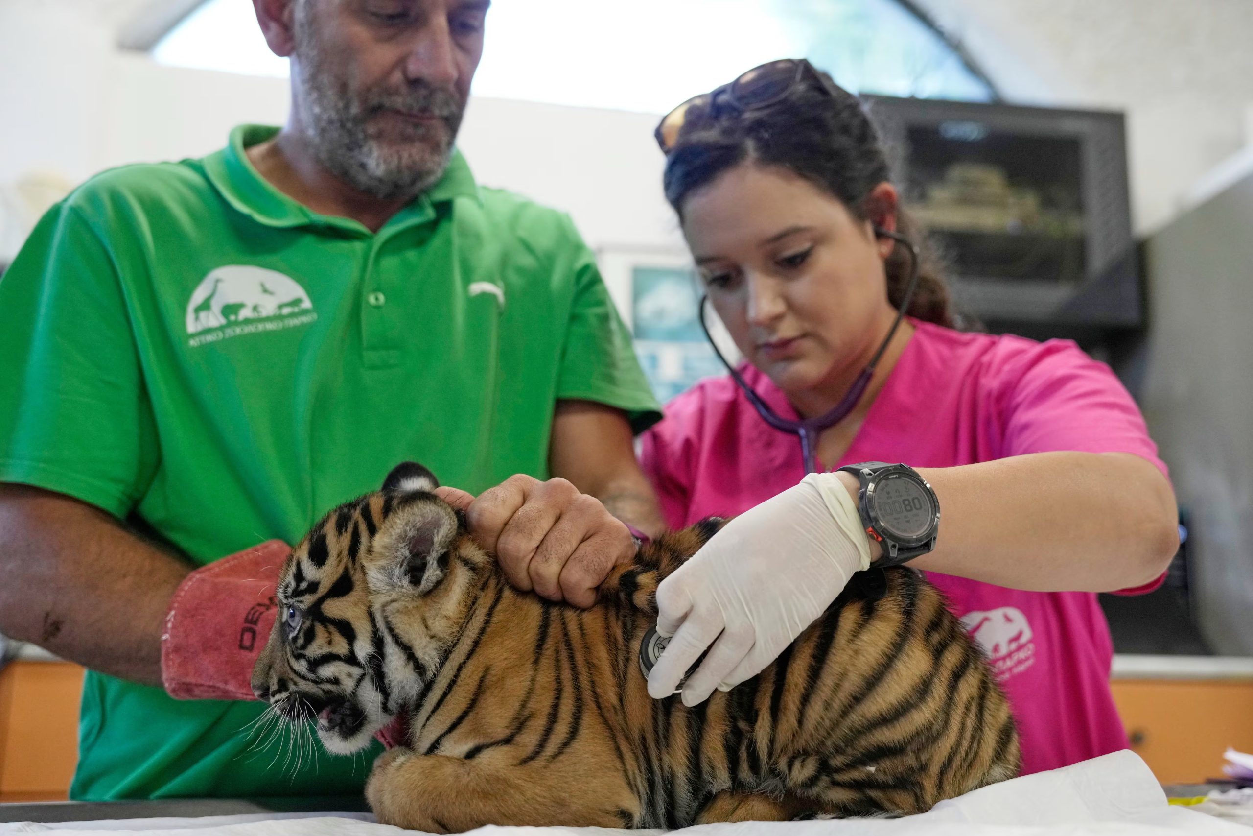 La veterinaria Arsinoi Psaroudaki, a la derecha, administra la primera vacuna y le implanta un microchip a un cachorro de tigre de Sumatra (AP/Thanassis Stavrakis)