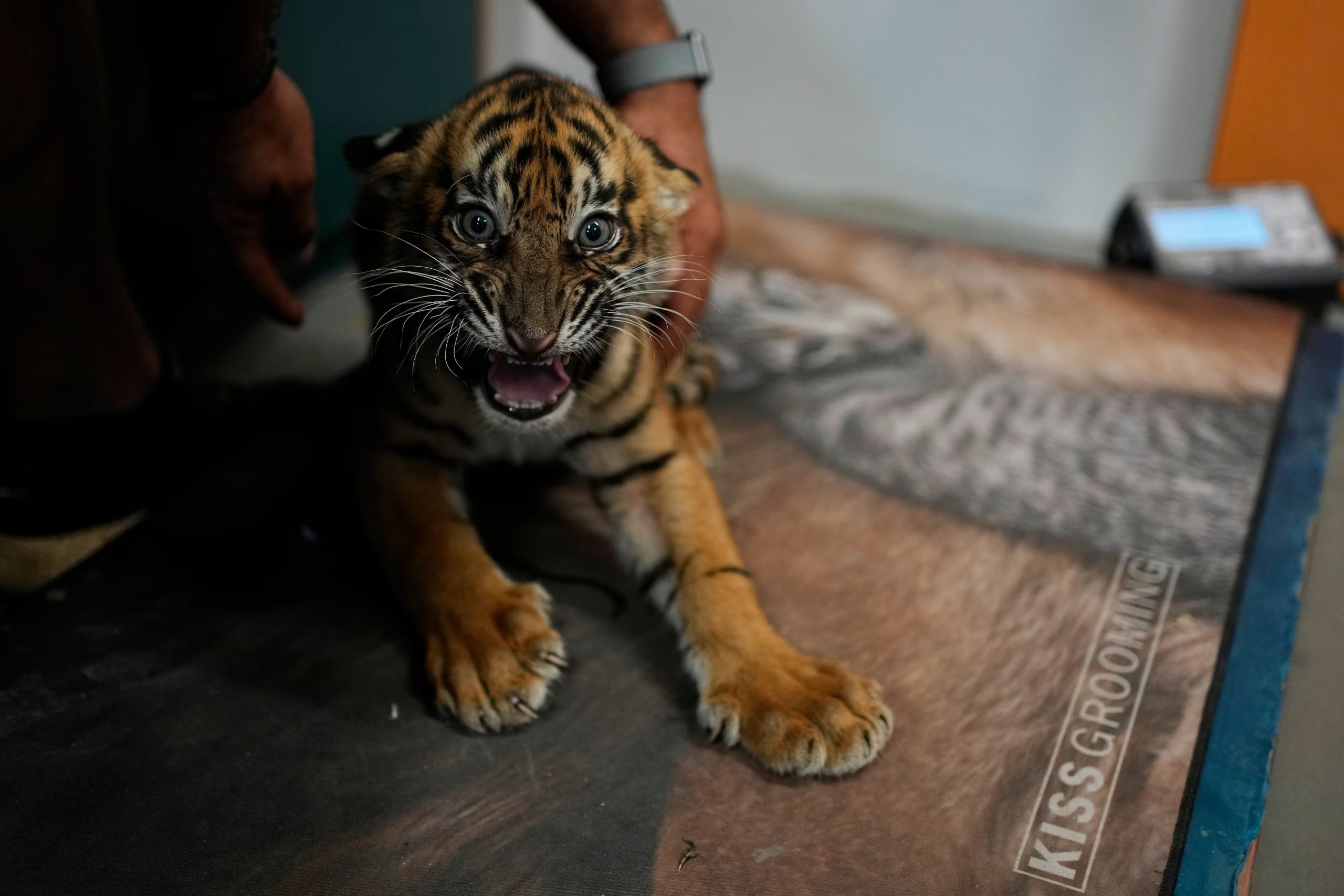 Un cachorro de tigre de Sumatra de dos meses de edad es pesado antes de recibir su primera vacuna y el implante de un microchip en el Parque Zoológico de Ática, cerca de Atenas (AP/Thanassis Stavrakis)