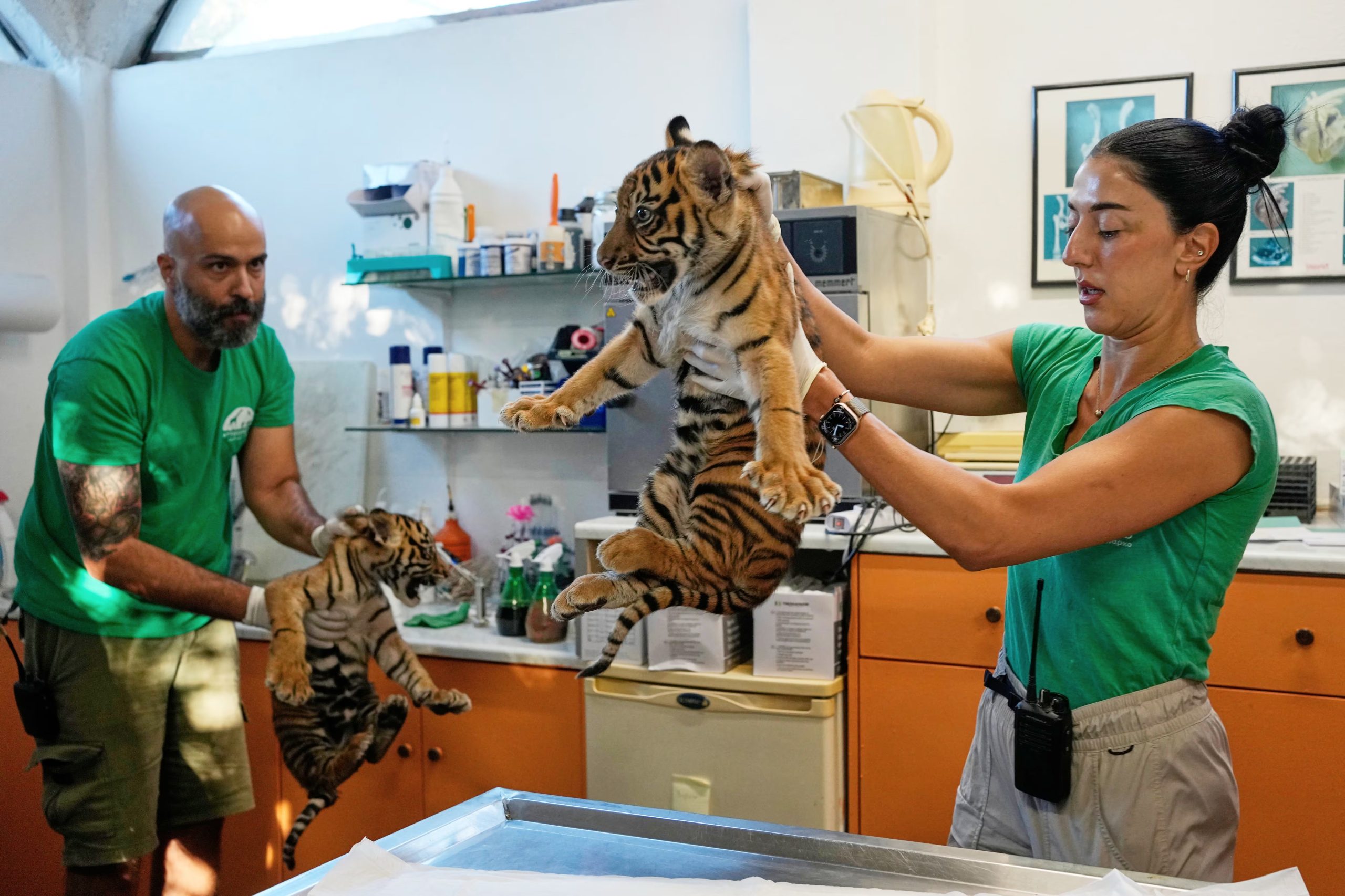 Dos cachorros machos de tigre de Sumatra, de dos meses de edad, reciben su primera vacuna y un microchip en el Parque Zoológico de Ática (AP/Thanassis Stavrakis)