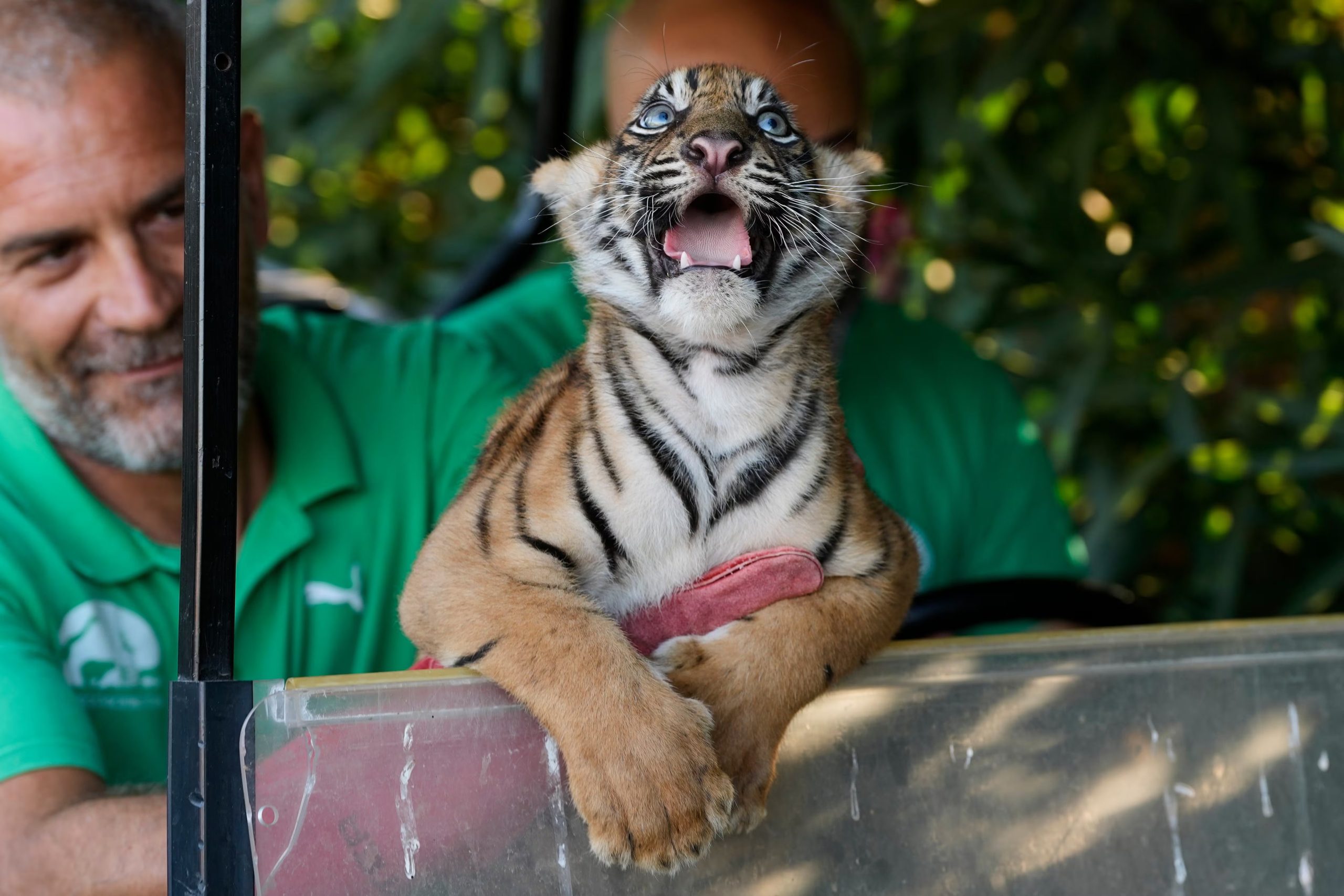Una cría hembra de tigre de Sumatra de dos meses de edad observa el Parque Zoológico de Ática, cerca de Atenas (AP/Thanassis Stavrakis)