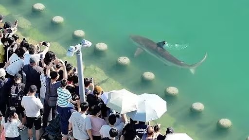  El instituto pesquero registró 46 tiburones grandes frente a la costa este en el primer semestre del año (red social X)