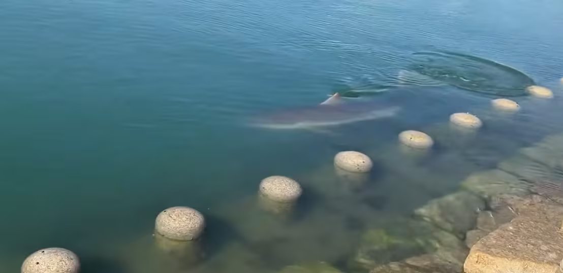 Los especialistas señalaron que las aguas artificiales alcanzan entre 1,5 y 2,5 metros durante la bajamar, frente a los 100 metros de profundidad (Captura de video)