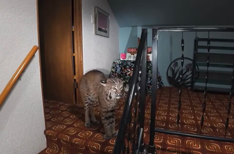 La policía de Kirkland y el Departamento de Pesca y Vida Silvestre de Washington recomendaron no acercarse a un lince rojo, mantener distancia y llamar al 911 si entra en una vivienda (Captura de video)