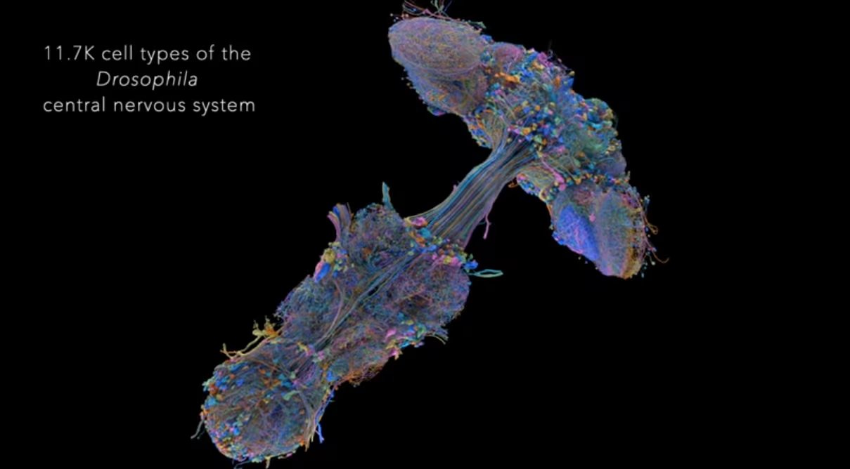 Google logró junto a otros labotarios hacer un mapa 3D del cerebro de una mosca.