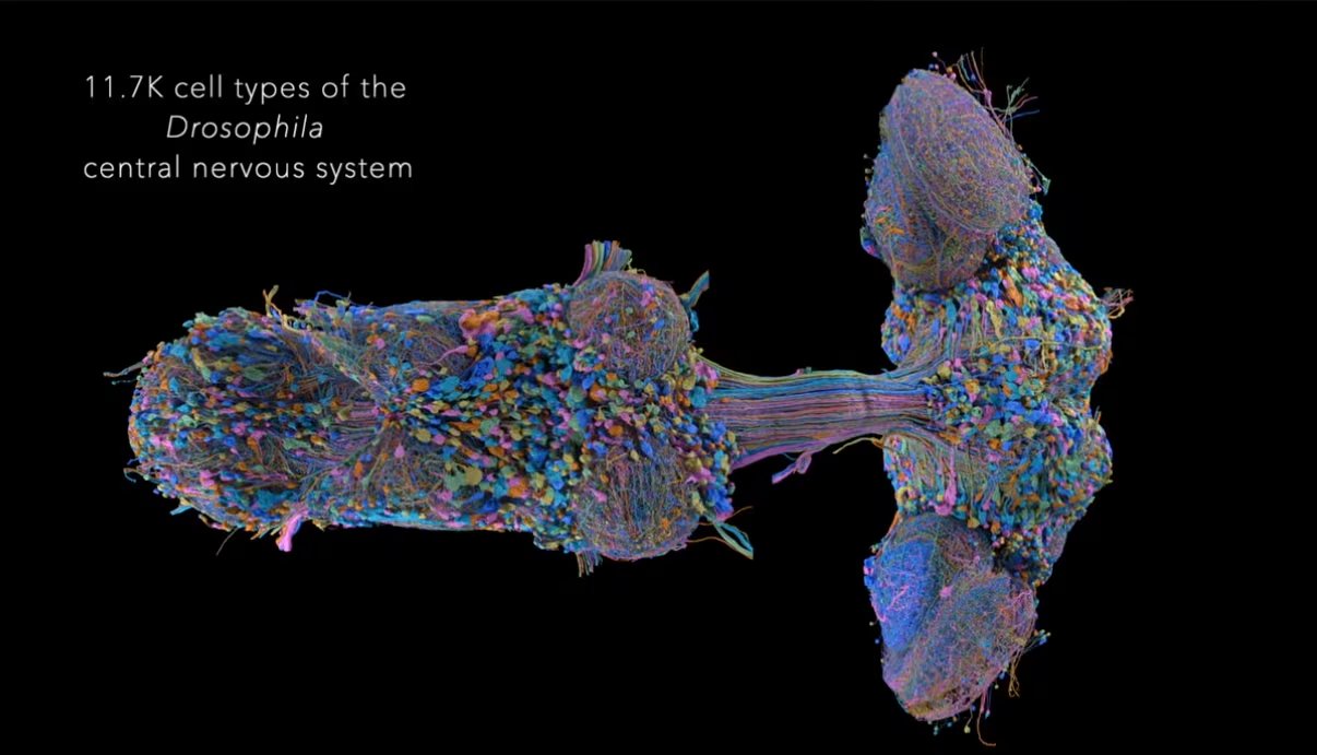 Investigadores lograron mapear por completo el cerebro y el sistema nervioso central de una mosca de la fruta adulta.