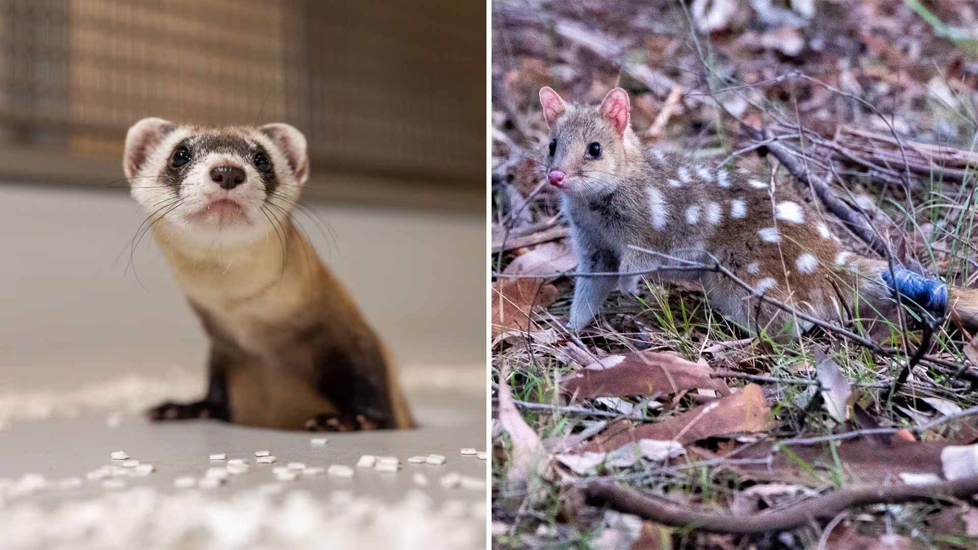 El hurón de patas negras y el quoll del norte son dos especies amenazadas para las que se estudian herramientas genéticas de conservación