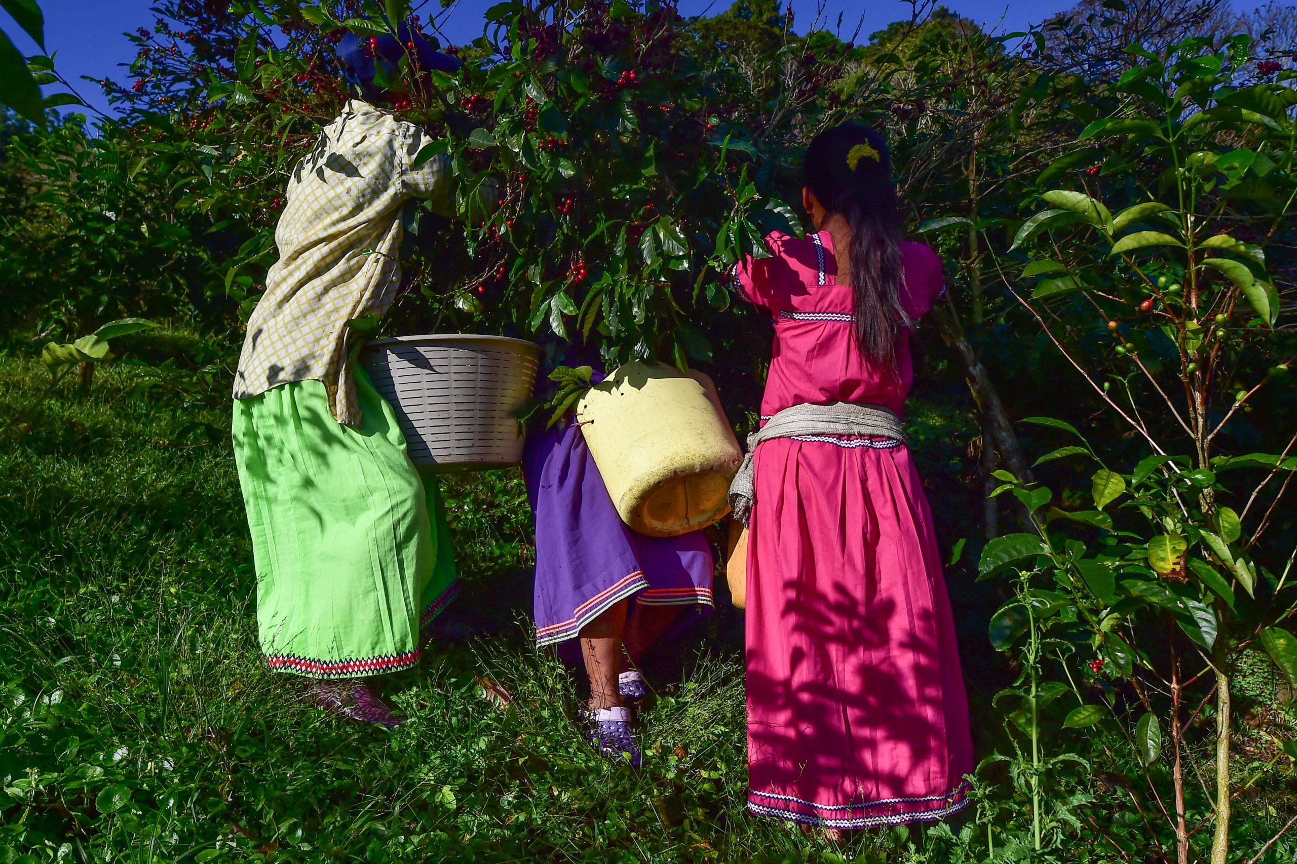 En Panamá, el Fondo Internacional de Desarrollo Agrícola (FIDA) ha apoyado ocho proyectos de desarrollo rural, cuyo costo total asciende a $182.41 millones, con una financiación aportada directamente por el organismo de $68.93 millones. AFP