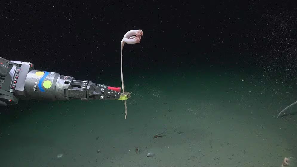 La transmisión en vivo de la expedición Talud Continental IV alcanzó cerca de 22 millones de visualizaciones en plataformas digitales. (ROV SuBastian / Schmidt Ocean Institute)