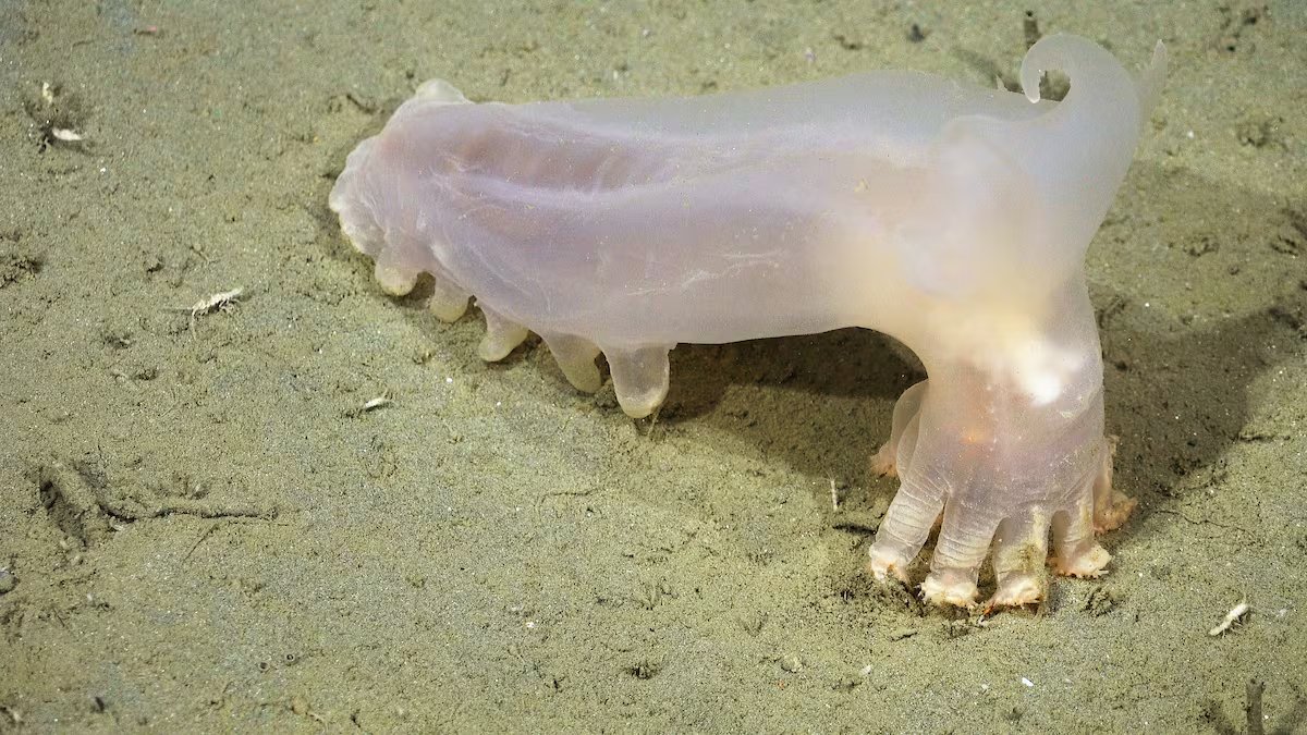 El pepino de mar bautizado como Loki habita en aguas profundas y presenta apéndices en forma de cuernos. (ROV SuBastian / Schmidt Ocean Institute)