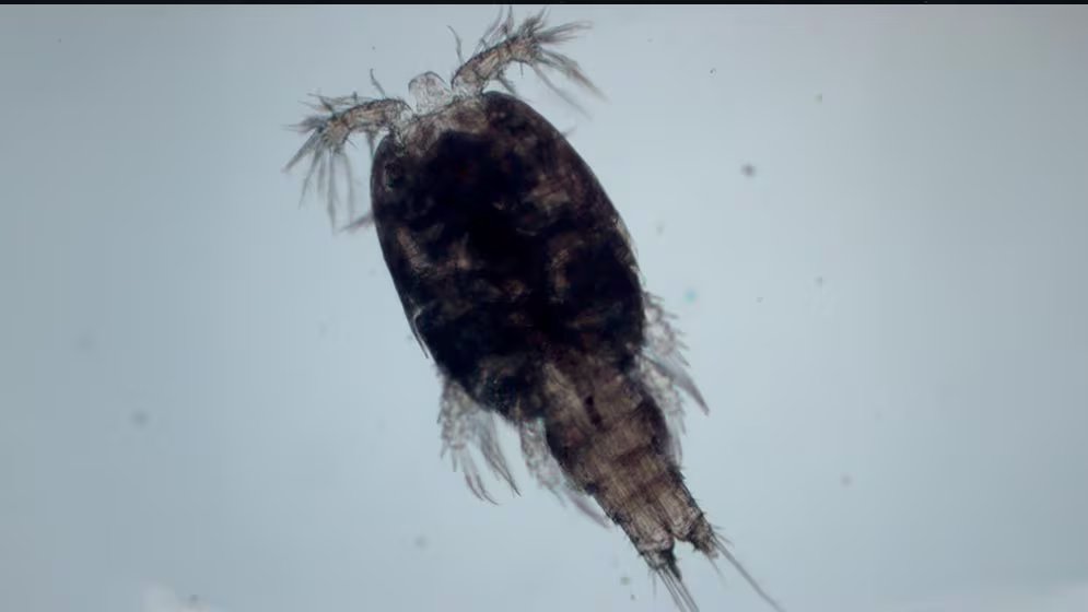 Los investigadores registraron los hallazgos en la plataforma de acceso abierto Ocean Census NOVA mediante taxonomía integrativa. (The Nippon Foundation-Nekton Ocean Census / Schmidt Ocean Institute)