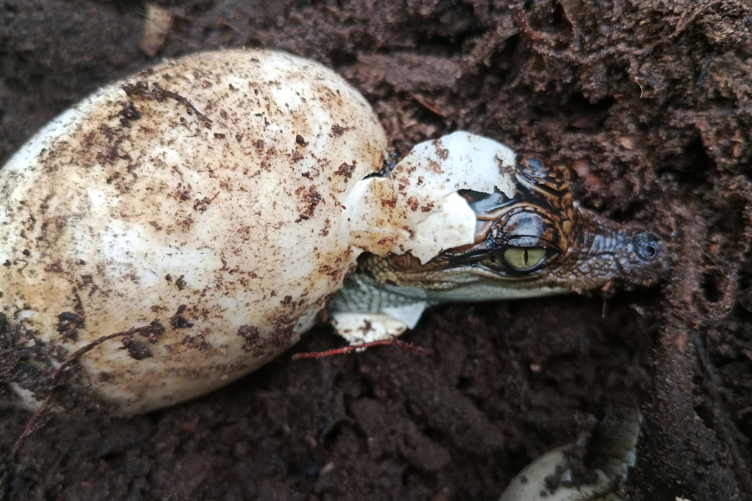 El programa de reintroducción liberó 246 cocodrilos e instaló dispositivos acústicos para monitorear sus desplazamientos (EFE/ © Hor Leng / Fauna & Flora)