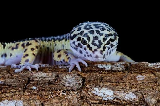 El equipo científico proyectó ensayos con superficies artificiales y piel mudada para validar los cálculos en ejemplares reales (Magnific)
